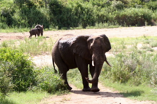 safari - photo elelephant