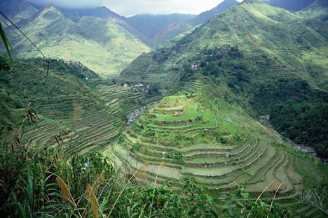 riziculture aux philippines