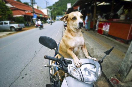 La Thailande en moto