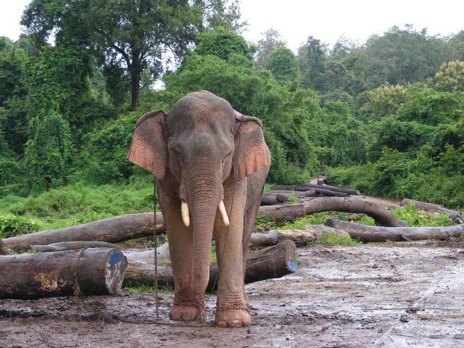 Eléphant du Laos