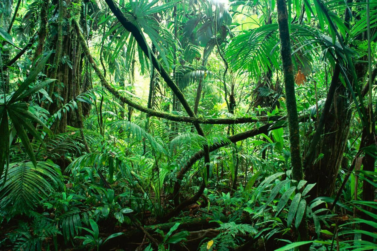 Jungle - Paysage de Guyane