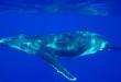 Baleine à Bosse sur Rurutu