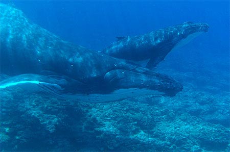 Baleine et Baleineau - Photo sous-marne
