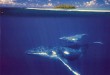 Baleines de Polynésie