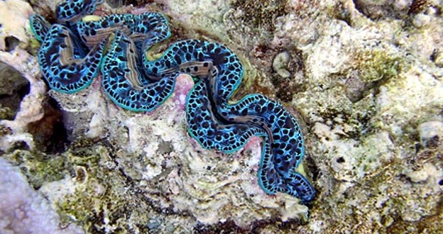 Mollusques - Coquillages en Polynésie