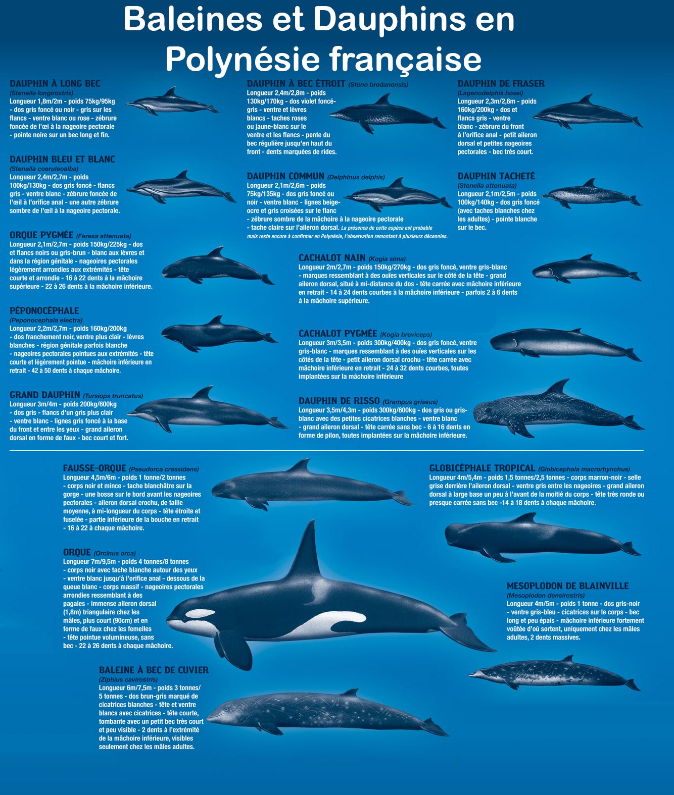 Dauphins et Baleines de Polynésie françaises