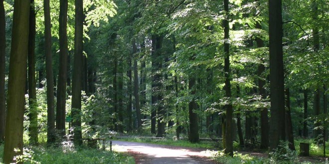 Forêt de Soignes