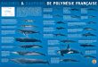 Cétacés de Polynésie - Baleines et dauphins