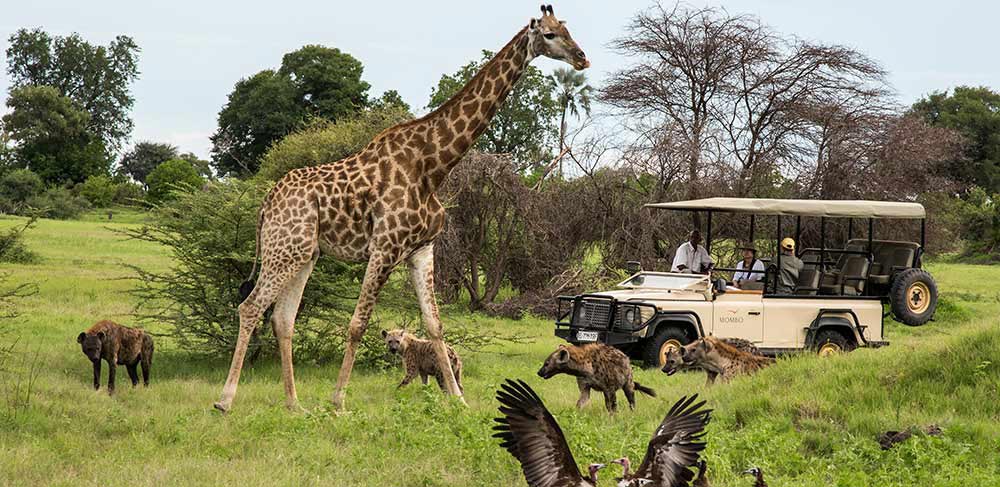 botswana-safari
