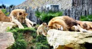Zoo de Beauval - Parc Animalier